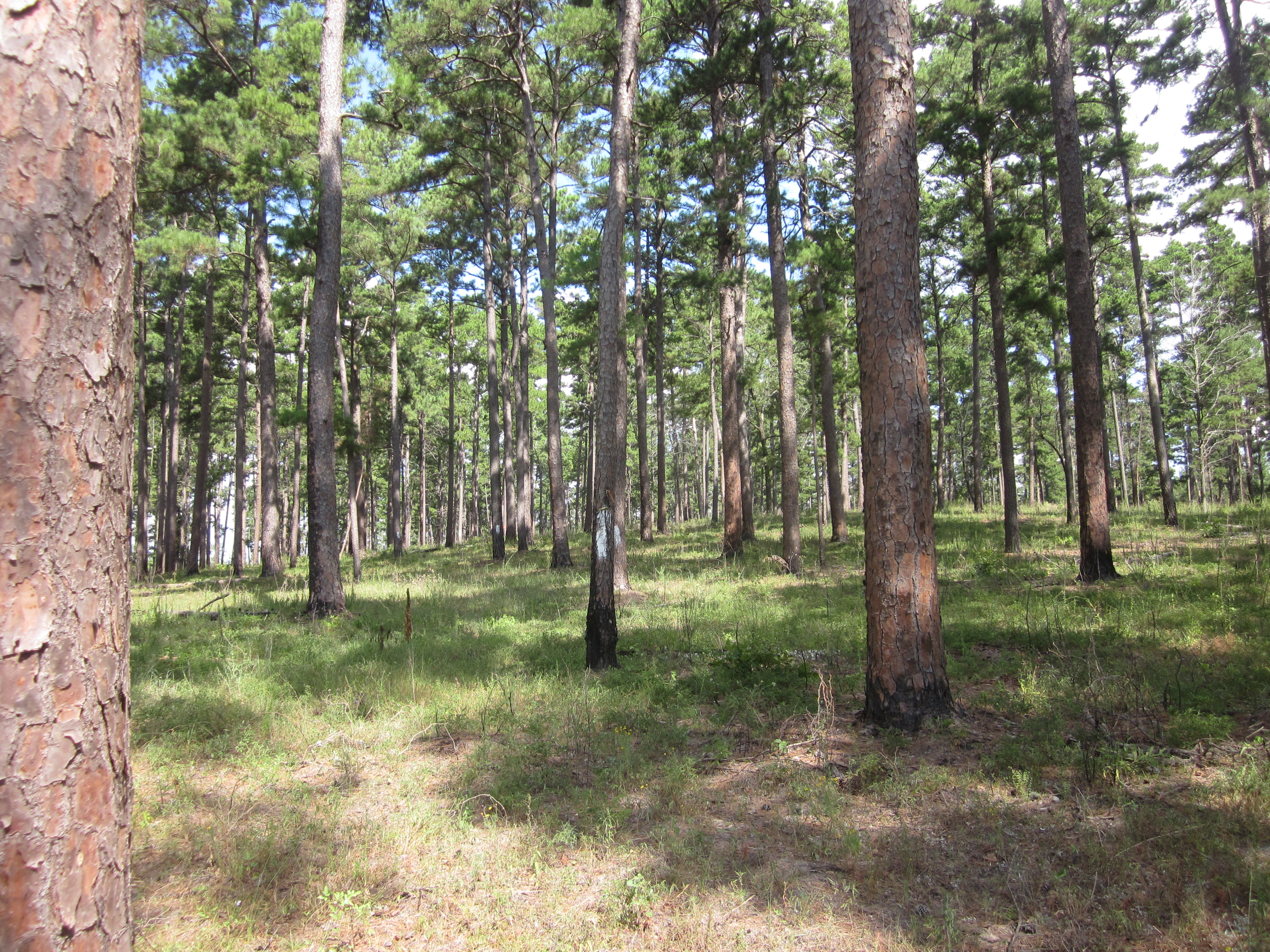 Turkey Habitat